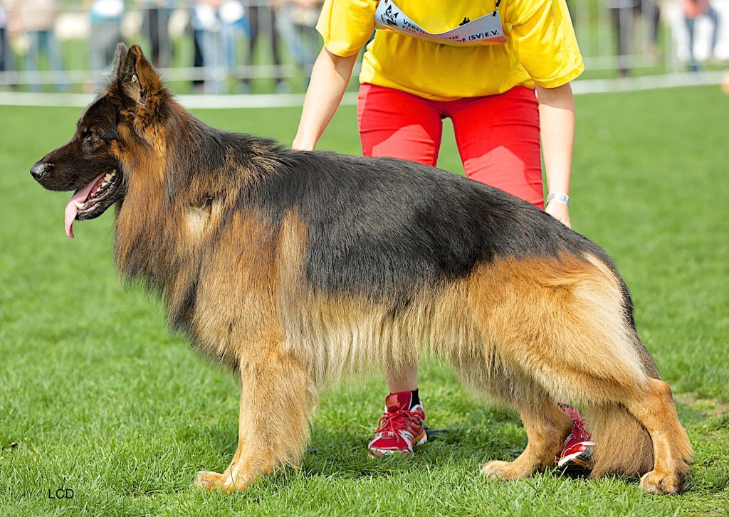 Long Stock Coats – German Shepherd Dog Club of Queensland